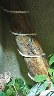 Stirnlappenbasilisk 0. 0. 2 Basiliscus plumifrons