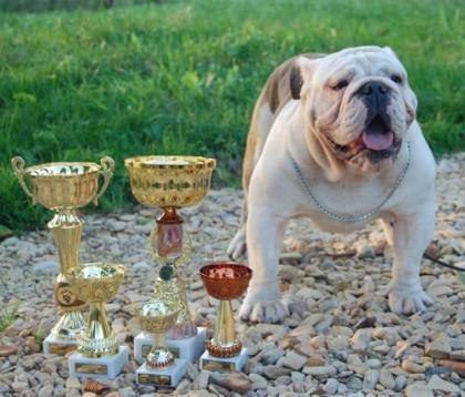 Englisch bulldog zum decken