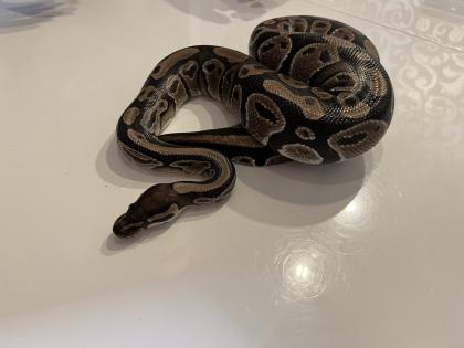Königsphyton sucht neues Wohlfühlzuhause mit/ohne Terrarium