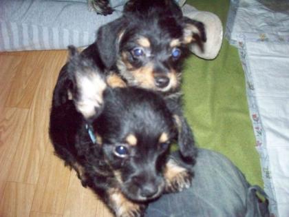 Süße Kleinbleibende Hundebaby s
