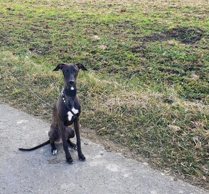 Italienische Windspiele . Italian Greyhound