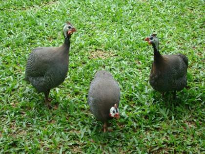 Nachgezüchtete Vorwerk Hühner, Marans, Araucaner Grünseger Hühner u. a. zu Verkau