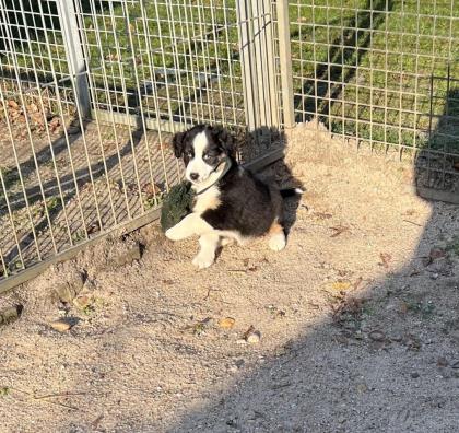 Miniature Australian Schepherd Welpen Mini Aussie