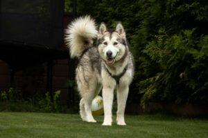 WAPAJ - weiblich 3 Jahre 56 cm 19 kg Husky Gechipt Nicht kastriert