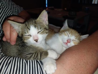 EKH Jungkatzen Ich suche ein liebevolles Zuhause für meine zwei super süßen, verschmusten Katzen