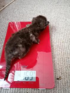 Selkirk Rex