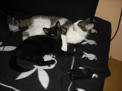2 Süße Katzen abzugeben, 1, 5 Jahre alt