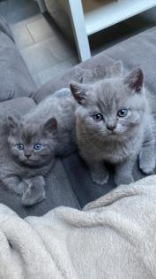 BKH Kitten
