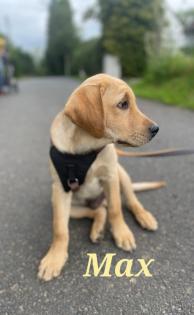 Unsere süßen Labrador Welpen