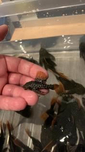 L600 nz potamotrygon cichla Diskus l46
