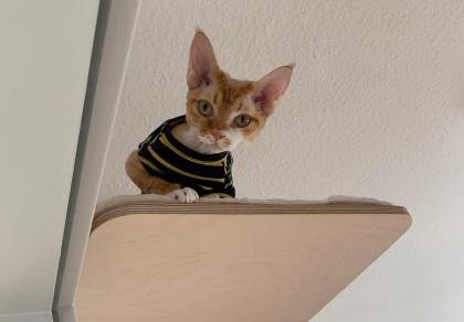 Devon Rex Kater Amour 10 Monate, kastriert - verspielt und sehr liebevoll