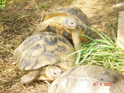 NZ 2021/2011 Griechische Landschildkröte und Breitrandschildkröte