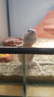 Bartagame Snow weiblich mit Terrarium 1, 20 x 0, 60 x 0, 60 m