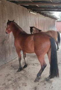 Reitpony Mix Wallach 4 Jahre Pony