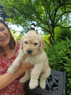 Noch 2 süße Goldendoodle Welpen suchen ihre Traumfamilie