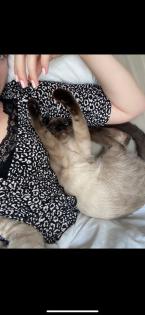 GESUCHT Meine liebe Katze Daisy