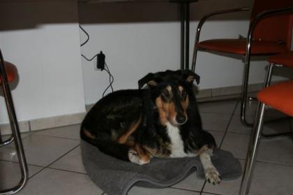 Schäfer/Colliehündin