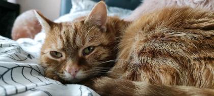 Liebe Katze sucht ein neues Zuhause