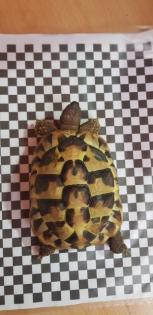 3 Griechische Landschildkröten mit Terrarium und Zubehör