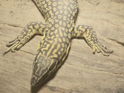 Stachelschwanz Waran Yellow Ackie mit Terrarium ABZUGEBEN