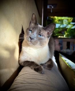 Snow Bengal Siam Kitten