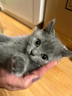 4 kleine BKH Kitten suchen ein neues Zuhause