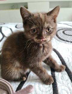 Bkh Kitten Abgabebereit