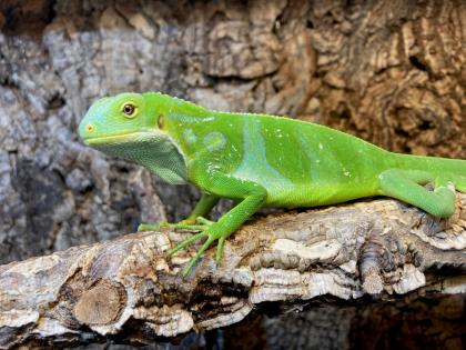Fidji Leguan Brachylophus Fasciatus
