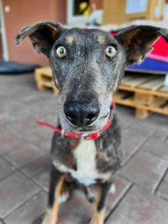 Mogli. Teddybär ist bein anderen Hunden gerne der Chef