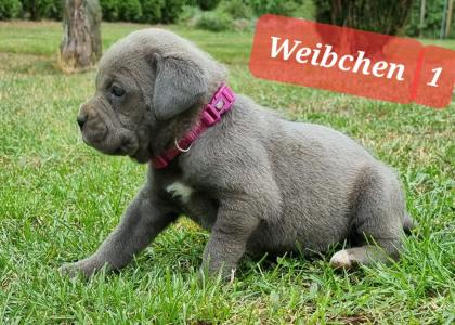 Cane Corso Welpen Reinrassig