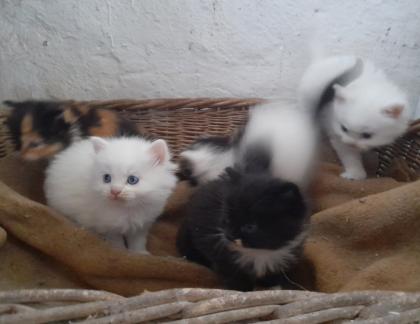 Maincoon Mix Kitten Katze Kater Perser