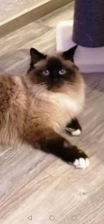 Heilige Birma Deckkater