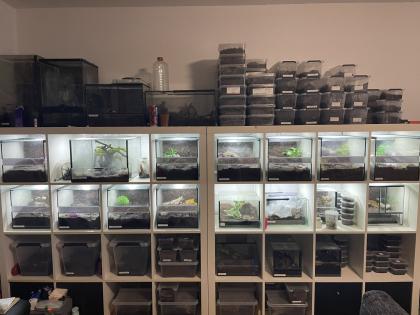 Verschiedene Vogelspinnen