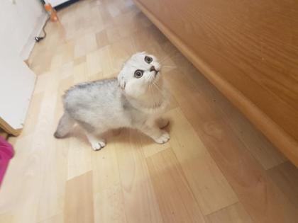 Ein wunderschönes Katzenbaby sucht ein neues Zuhause