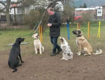 Mobile Hundeschule Pfotenteam