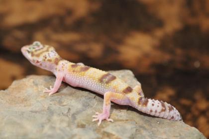Leopardgecko Super Giant 0. 1
