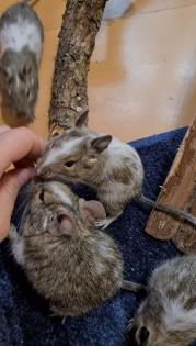 Degu Mädels suchen ein neues Zuhause