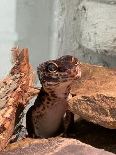 Leopardgecko Black Night, w 4. 5 Jahre