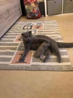 Baby Katzen