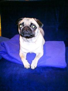 Mops Mädchen 1, 5 Jahre