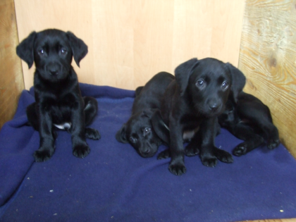 Labradorwelpen reinrassig