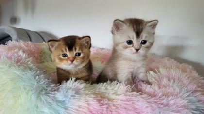 Bkh Kitten in seltener Farben. Stammbaum