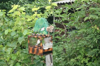 Vogelfalle, Kombifalle, Lebendfalle, BirdTrap, Schlagnetz, Falle,