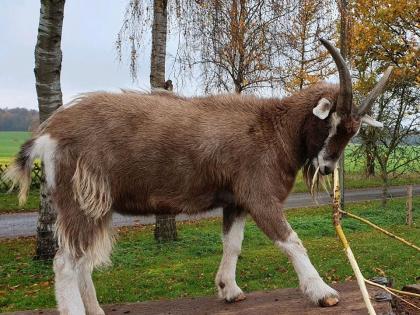 Kastrierter Thüringer Waldziegen Bock