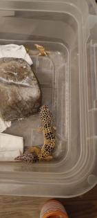 Zwei weibliche Leopardengeckos