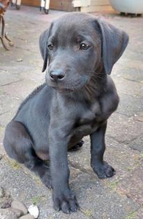 Ridgeback Labrador Welpen