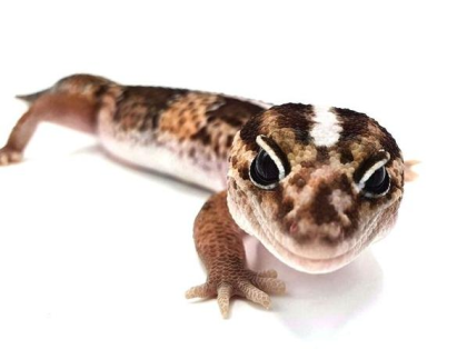Afrikanischer Fettschwanzgecko African Fat Tail Classic Stripe Männchen 2021