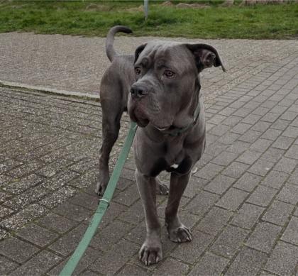 Cane Corso, 3 Jahre, unkastriert, in gute Hände abzugeben