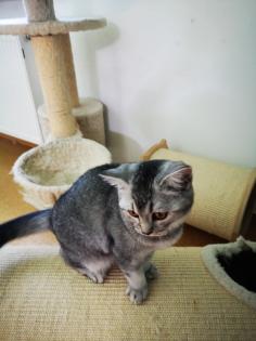 Reinrassige BKH Kitten suchen dich