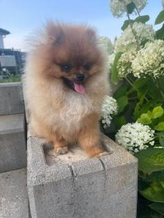 Pomeranian Zwergspitz Rüde Boo- Typ